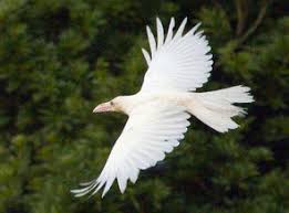 albino raven